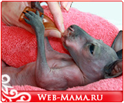 Так рождается детеныш кенгуру! Фото и видео новорожденных кенгурят.