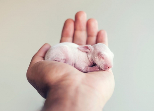 Как выглядит новорожденный кролик