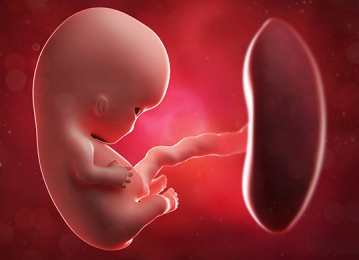 Первый (I) триместр беременности от А до Я