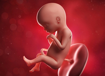 Всё о втором (II) триместре беременности