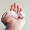 Как выглядит новорожденный кролик