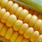 corn-gmo.jpg