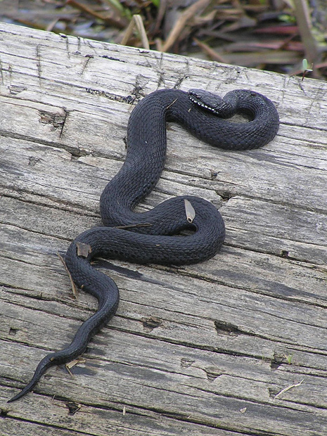 snake5.jpg